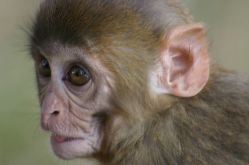 Baby monkey. Swayambunath - Kathmandu