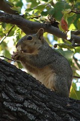 Snacking In The Tree