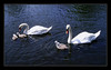 A family of swans