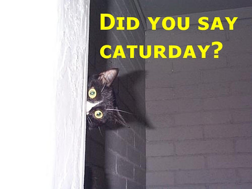 Happy Caturday Everyone!