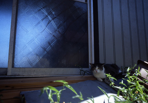 窓際猫