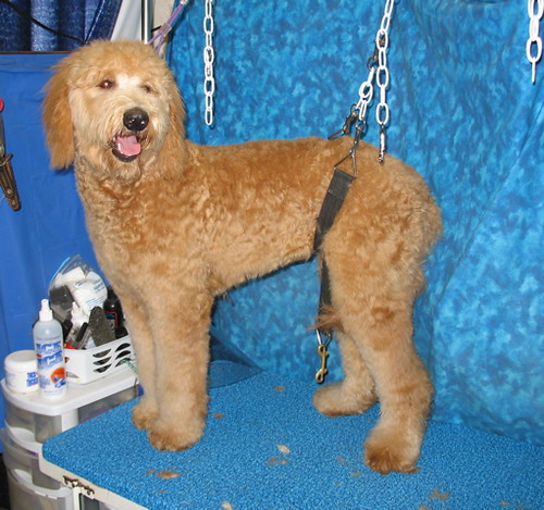 goldendoodle grooming pictures