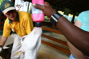 Sammy the goat during feeding time