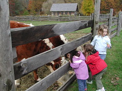 Petting cows