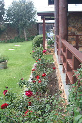 Roses at Cullen Winery