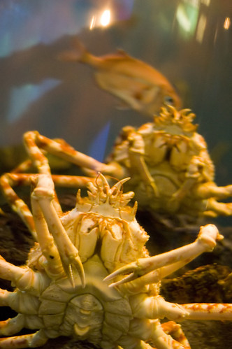 giant crabs