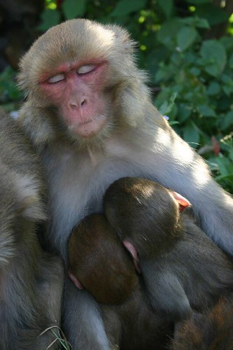 Monkey mother. Swayambunath - Kathmandu