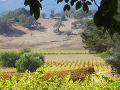 Napa Valley vines