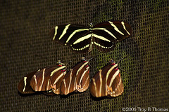 20061125_FourButterflies