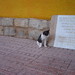 Ibiza - Spanish cat