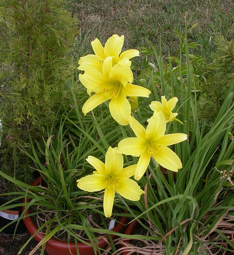 Day Lily 3