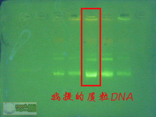 质粒DNA