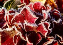 Frosty morning colour