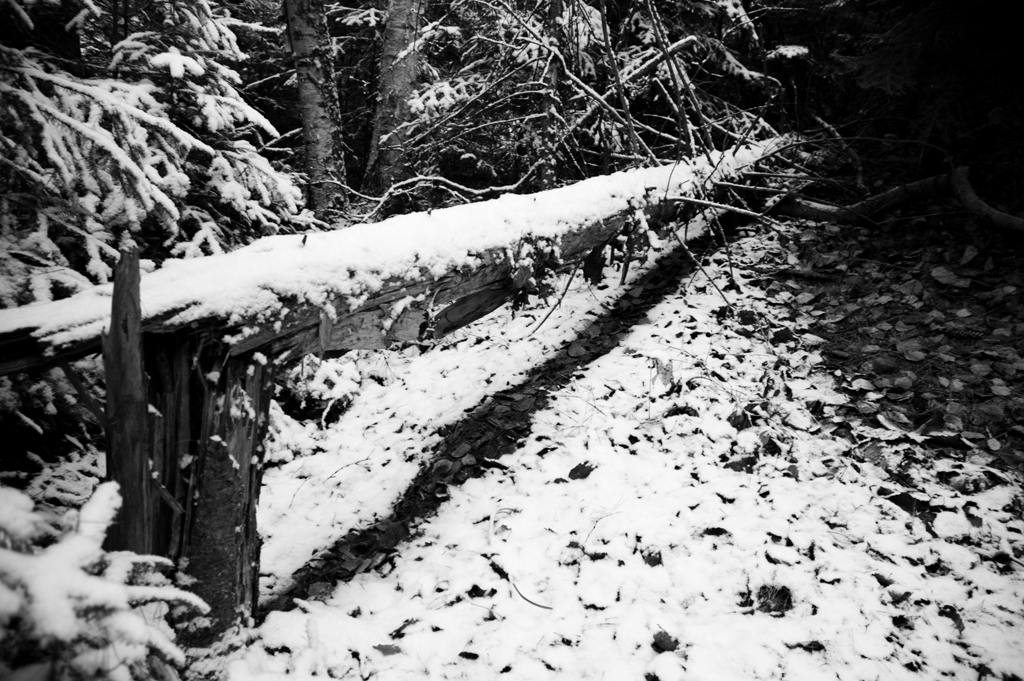 Snowy Log