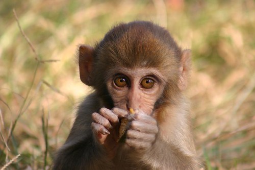 Baby monkey...