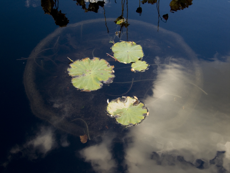 lily pond, brooklyn botanic garden