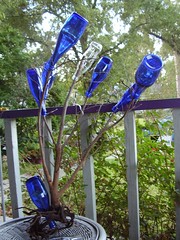 Small Blue Bottle Tree Growing on a Highland Porch