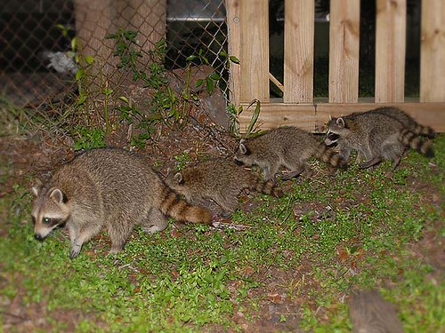 Raccoons in the back yard!