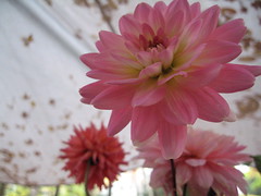flower tent