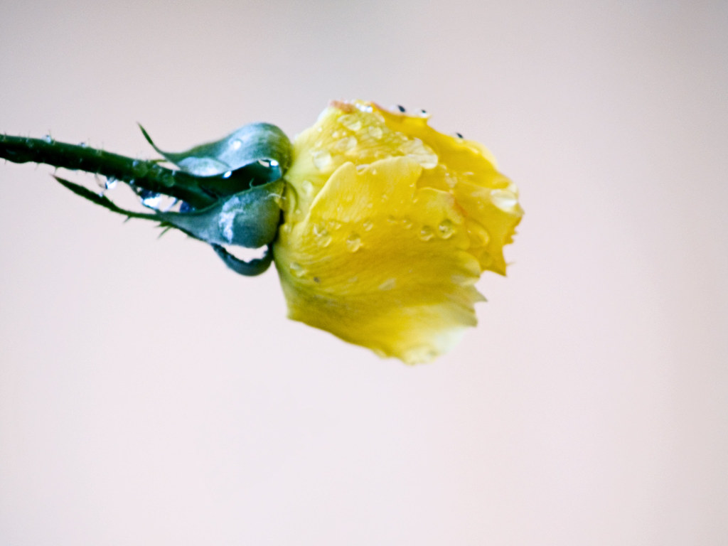 Yellow Rose after the rain