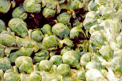 JenEhr brussels sprouts