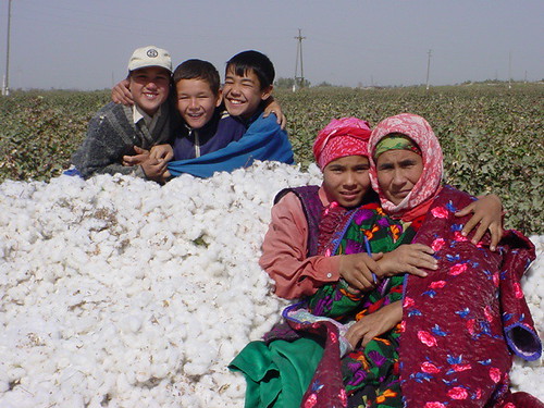 In the Cotton