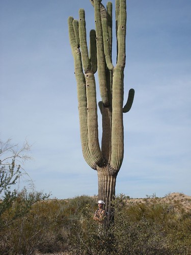 zack and the giant saguaro