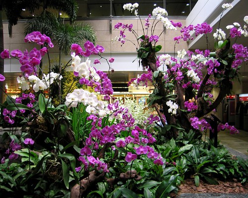 Orchids in airport