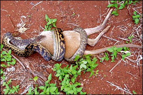 Snake Swallowing Kangaroo 1