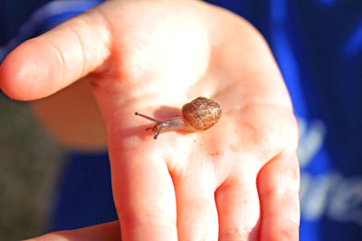 snail george