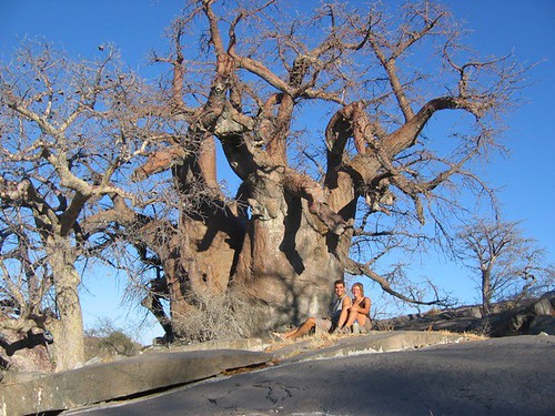 Kubu Baobab