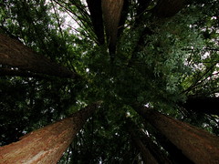 Look up from inside the grove