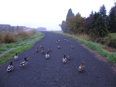 my ducky friends who kept me company this morning