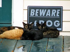 Cats ignoring Beware of Dog sign