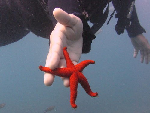 Starfish found