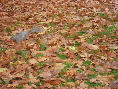 It's the squirrel, not the leaves, yo