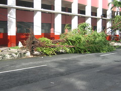after milenyo: uprooted tree