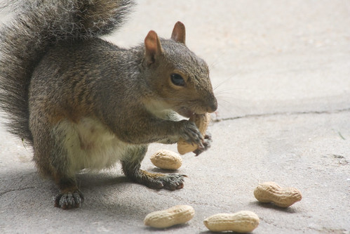 feeding squirrels  - 009