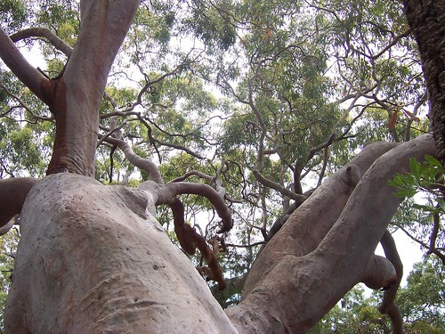 Up a gum tree