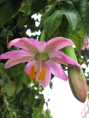 Pink Passiflora Flower