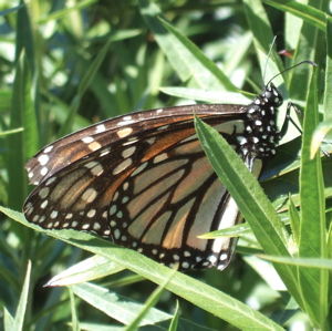 mother monarch butterfly