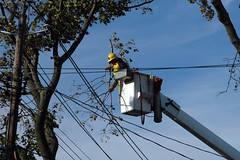 Removing tree limbs from power lines