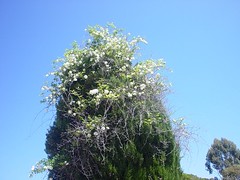 White roses at top of tree