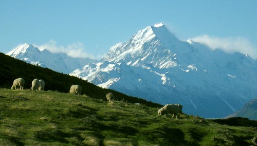 Sheep and Mt Cook