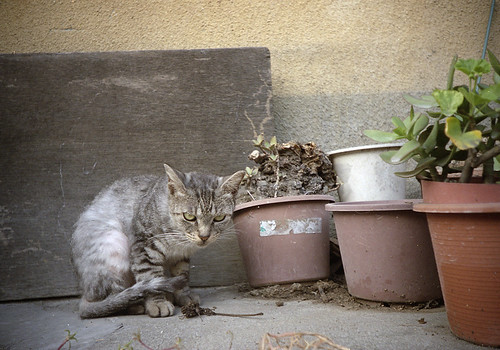 猫と植木