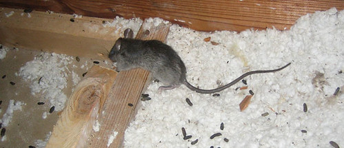 attic-rats