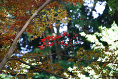 瑞泉寺の紅葉