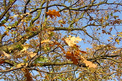 Surrey Autumn #2