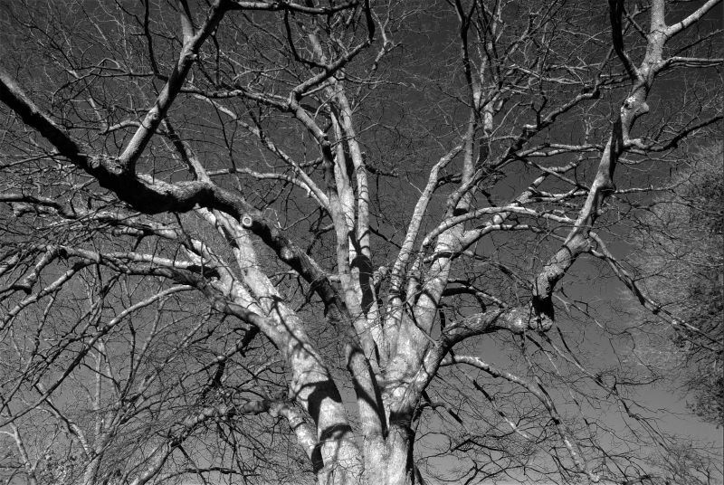 winter linden tree
