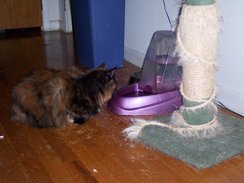 Eep watching the bubbles in the water dish